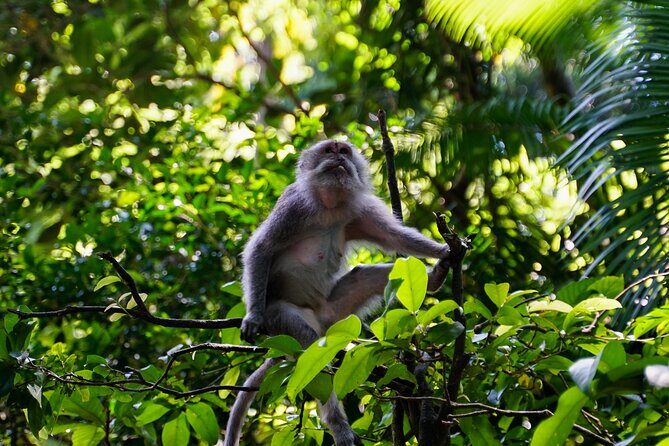 Full Day  Ubud Art Village and Mount Batur Kintamani with Lunch - FAQ