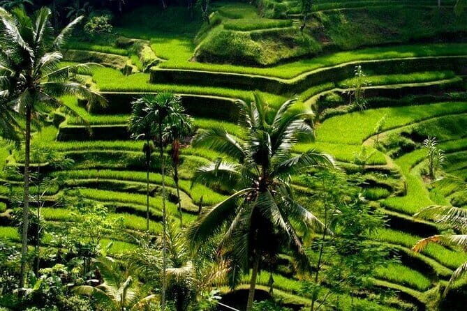 Full Day Ubud Tour Visit Waterfall, Monkey Forest, Rice Terrace - Authentic Experiences and Authentic Guides