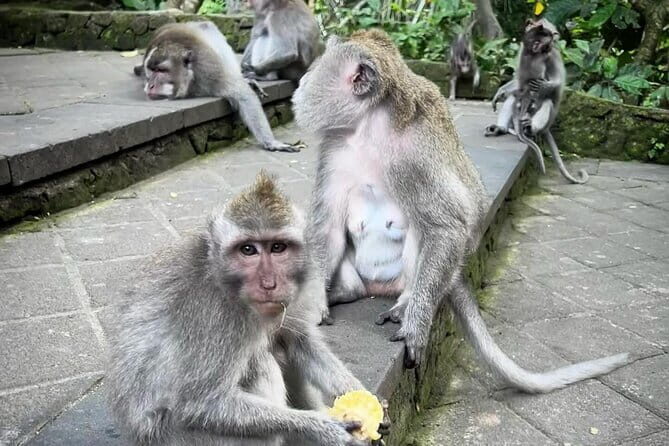 Full Day Ubud Tour Waterfall Monkey Forest Rice Terrace - Key Points