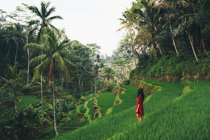 Full Day Ubud Tour Waterfall Monkey Forest Rice Terrace - The Sum Up