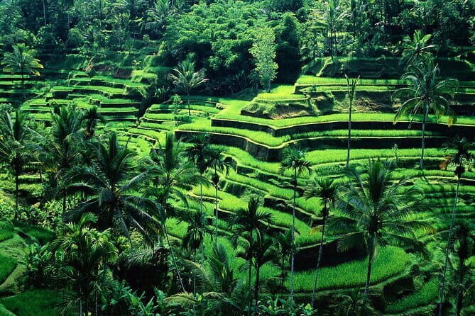Full Day Ubud trip ATV Monkey Forest Tegalalang Rice Terrace - Key Points
