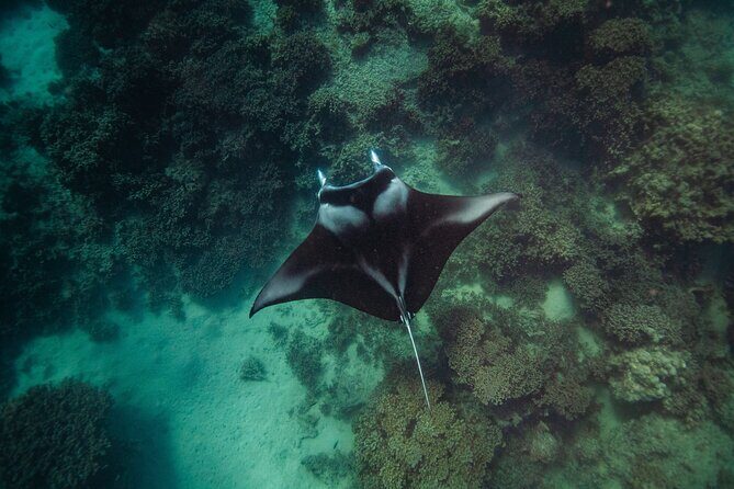 Full Day Water Experience Eco snorkeling and Jet ski with lunch - Final Thoughts: Is It Worth It?