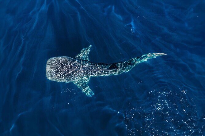 Full-Day Whale Shark Snorkeling Adventure with Beach Lunch - The Itinerary Breakdown: What You Can Expect