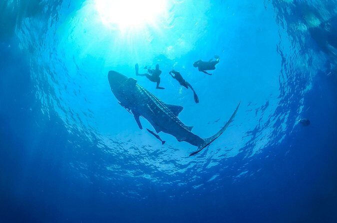 Full-Day Whale Shark Snorkeling Adventure with Beach Lunch - The Sum Up