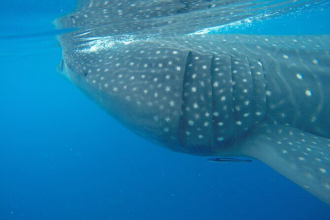 Full-Day Whale Shark Tour Puerto Morelos with Pickup and Lunch - Daily Itinerary Breakdown