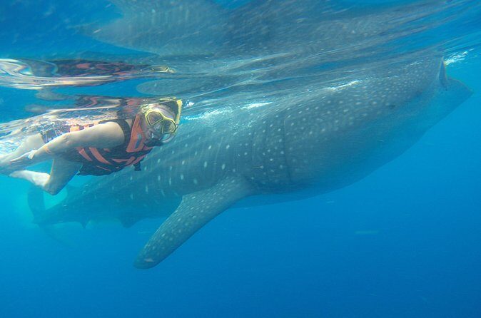 Full-Day Whale Shark Tour Puerto Morelos with Pickup and Lunch - The Experience: What Travelers Say