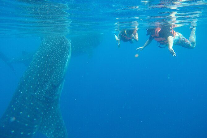 Full-Day Whale Shark Tour Puerto Morelos with Pickup and Lunch - The Value for Money
