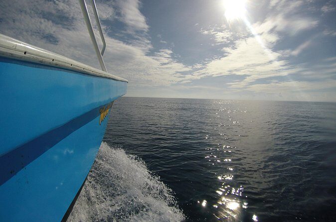 Full-Day Whale Shark Tour Puerto Morelos with Pickup and Lunch - Who Is This Tour Best Suited For?