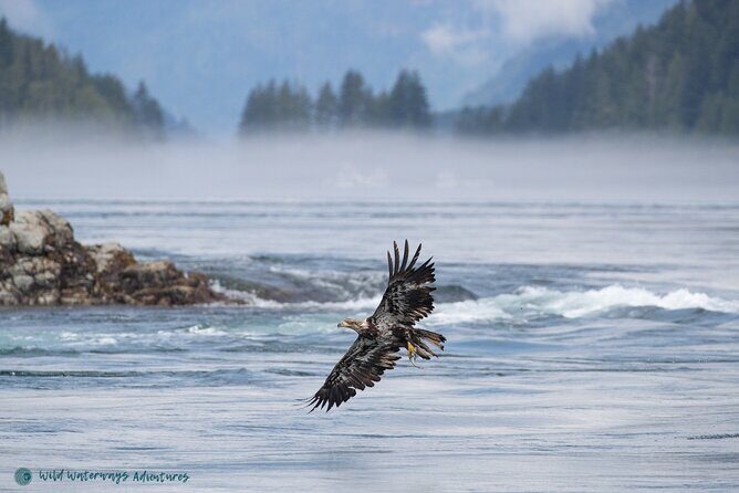 Full Day Whale Watching Campbell River - An In-Depth Look at the Experience