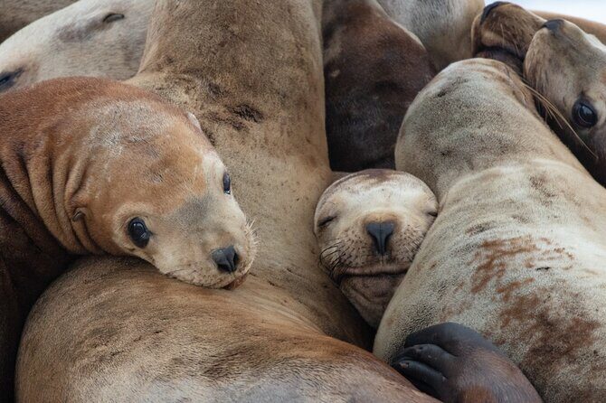 Full Day Whale Watching Campbell River - Frequently Asked Questions