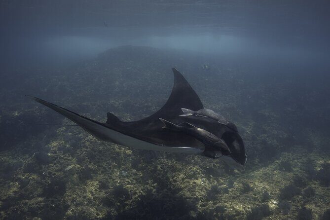 Full Day Wildlife Expedition in the Sea of Cortez - Exploring the Itinerary: What Makes It Special