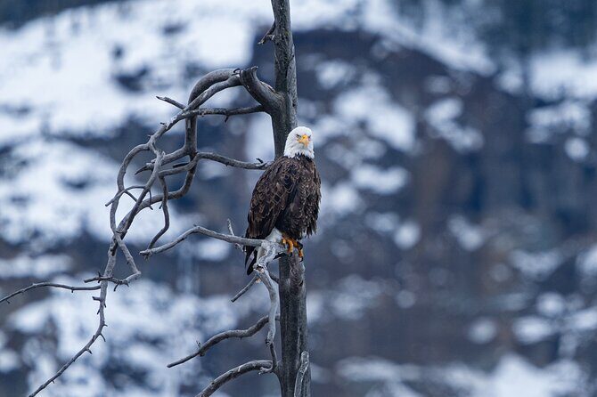Full Day Wildlife Photography Tour In Yellowstone National Park - Who Is This Tour Best Suited For?