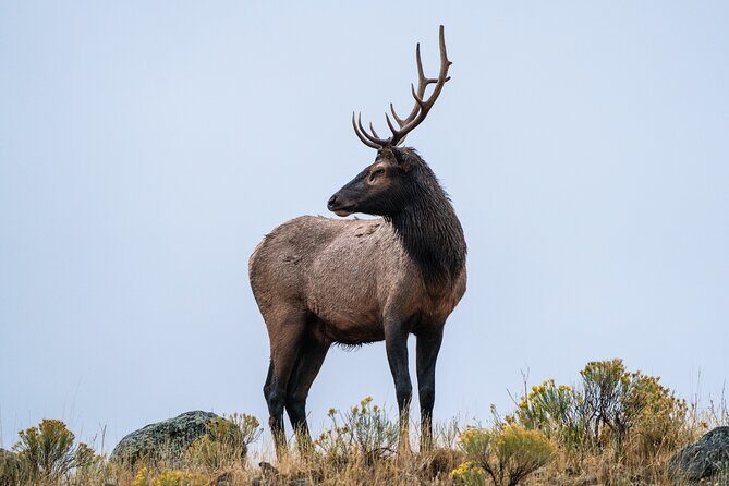Full Day Wildlife Photography Tour In Yellowstone National Park - The Sum Up
