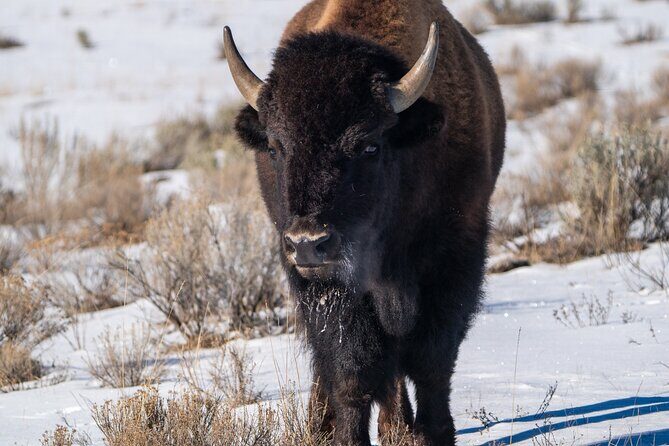 Full Day Wildlife Photography Tour In Yellowstone National Park - FAQs