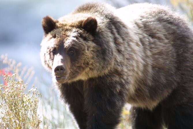 Full Day Wildlife Tour in Yellowstone Lamar Valley to Canyon - The Itinerary in Detail: What to Expect
