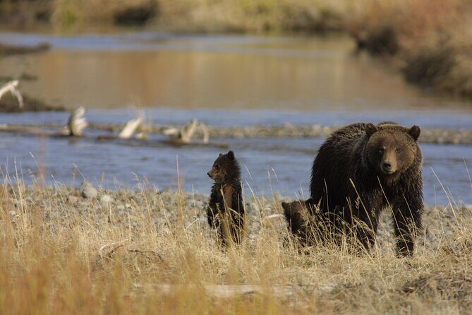 Full Day Wildlife Tour in Yellowstone Lamar Valley to Canyon - Authentic Insights from Past Travelers
