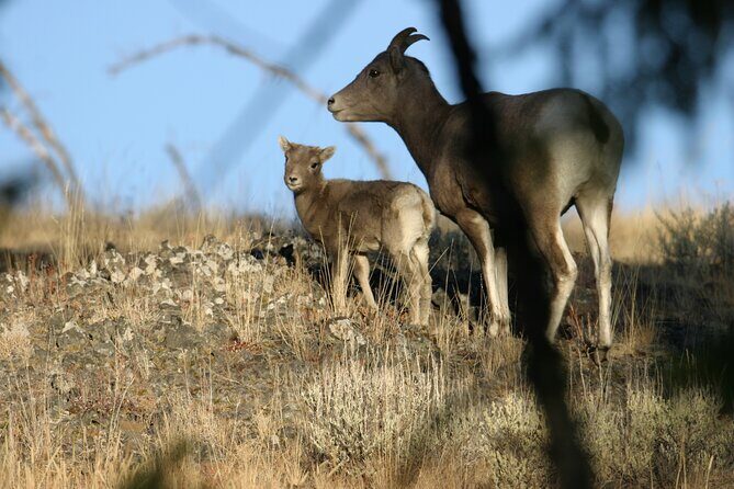Full Day Wildlife Tour in Yellowstone Lamar Valley to Canyon - The Sum Up: Is This Tour Worth It?