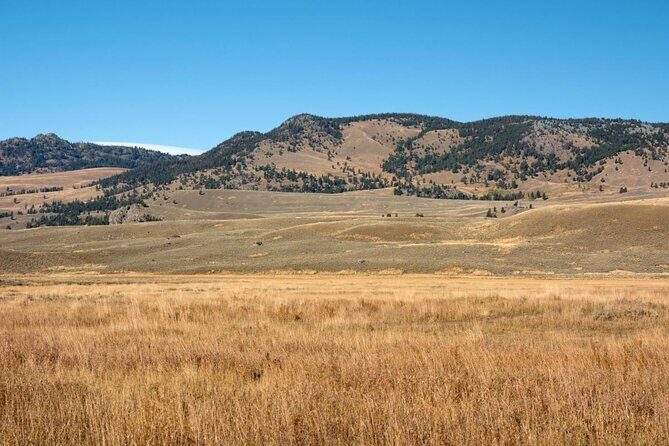 Full Day Wildlife Tour in Yellowstone Lamar Valley to Canyon - FAQs
