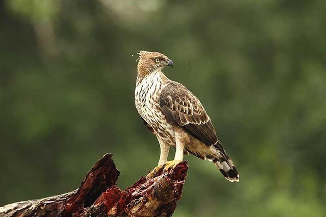 Full Day Wilpaththu National Park Safari (All Inclusive) - A Detailed Breakdown of the Itinerary