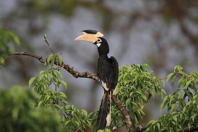 Full Day Wilpaththu National Park Safari (All Inclusive) - FAQ