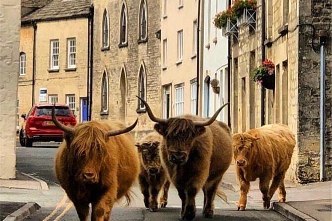 Full-Day Windsor Castle & Cotswolds Driving Tour - Authentic Feedback from Travelers