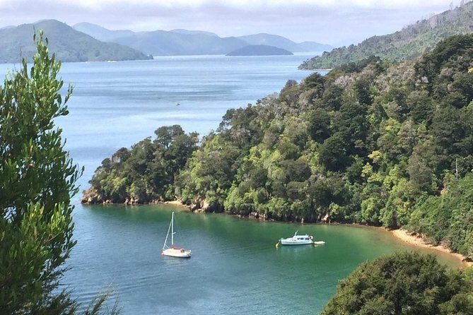 Full-Day Wine Gourmet and Scenic Delight Tour of Marlborough from Blenheim - The Experience: What You Can Expect