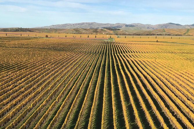 Full-Day Wine Gourmet and Scenic Delight Tour of Marlborough from Blenheim - The Sum Up