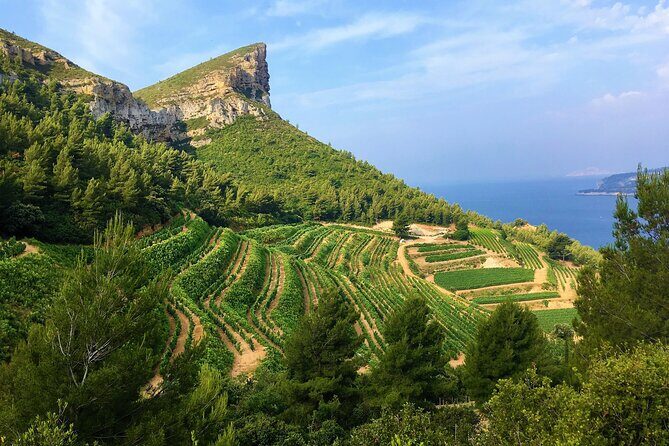 Full-day Wine Tour around Bandol & Cassis from Marseille - Key Points