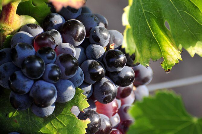 Full day Wine Tour around Luberon from Aix en Provence - Who Should Book This Tour?