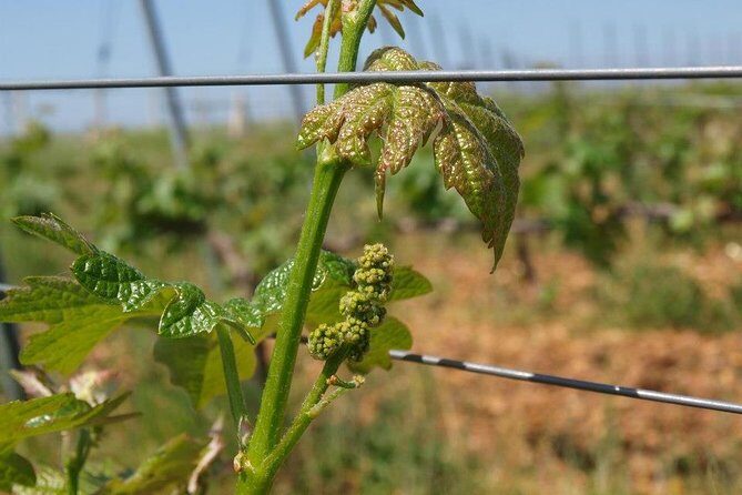 Full-Day Wine Tour from Istanbul - Who Will Love This Tour?