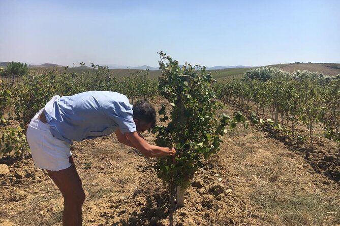 Full-Day Wine Tour in Western Sicily - Exploring Sicily’s Winemaking Heartland