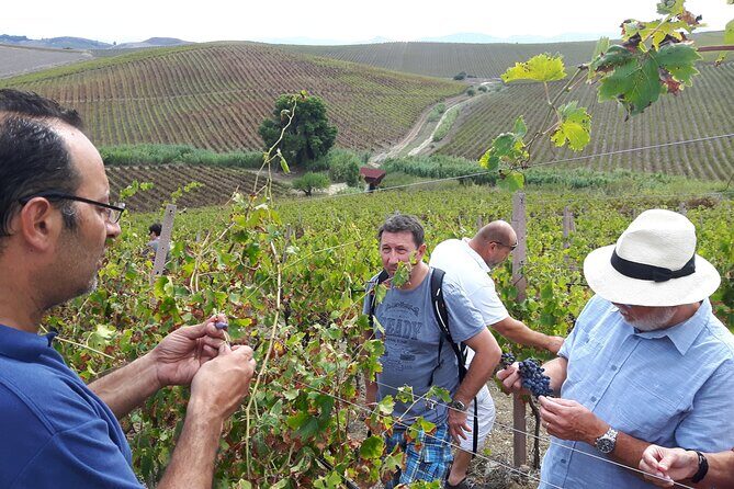 Full-Day Wine Tour in Western Sicily - Practical Considerations