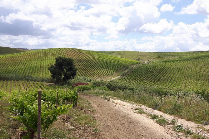 Full-Day Wine Tour in Western Sicily - Who This Tour Is Perfect For