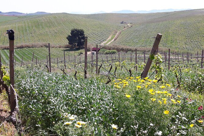 Full-Day Wine Tour in Western Sicily - FAQ