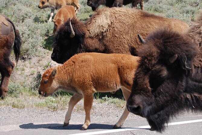Full-Day Yellowstone Upper (Northern) Loop Tour - Key Points
