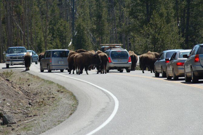 Full-Day Yellowstone Upper (Northern) Loop Tour - FAQ