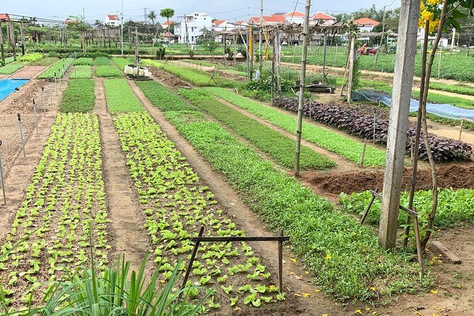 Full Experience Tour: Cooking Class & Basket Boat at Eco-Village - Key Points