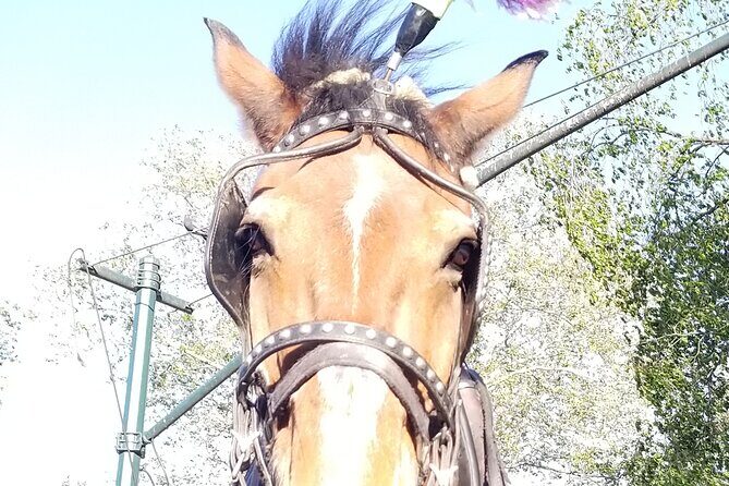 Full loop Private Horse Carriage Ride in Central Park 45 Minutes - Unpacking the Itinerary — What You’ll See and Experience