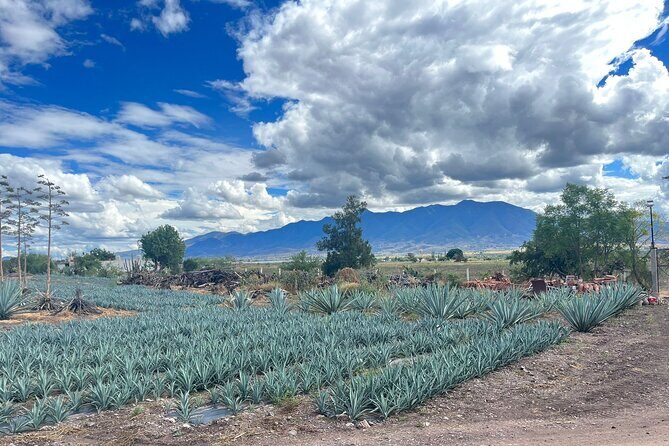FULL Oaxaca Experience (Small Groups) - Who’s This Tour Best For?