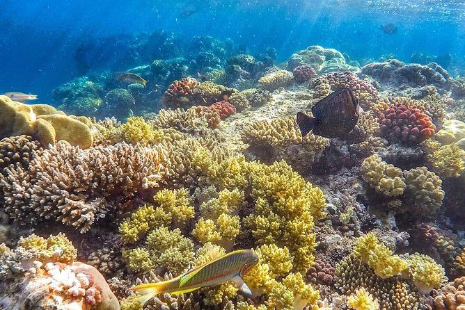 Full Relaxing Day To The Red Sea From Cairo Or Giza Hotel - Frequently asked questions