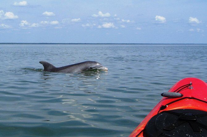 Fully Guided Kayaking Backwater Manatee and Dolphin Tour - An In-Depth Look at the Tour Itinerary