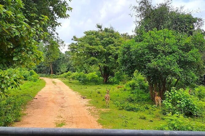 Fully Private Udawalawe National Park Safari Tour - An Honest Look at the Udawalawe Safari Tour Experience