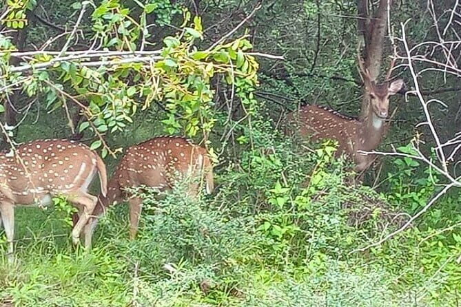 Fully Private Udawalawe National Park Safari Tour - FAQs