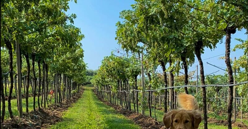 Fumane: Tasting of 5 Valpolicella and Amarone Vintage Wines - FAQ