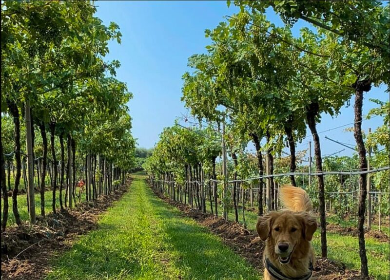 Fumane: Valpolicella wine tasting tour in a medieval court - Key Points