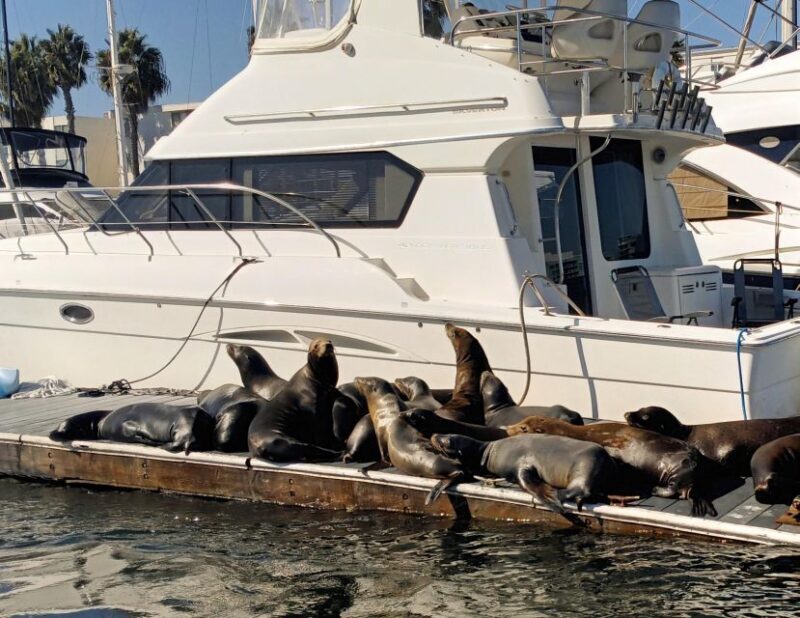 Fun Adventure Party Boat Cruise-Wine-Charcuterie & Sealions - The Sum Up