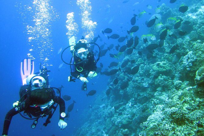 Fun Boat Dive for certified diver - Key Points