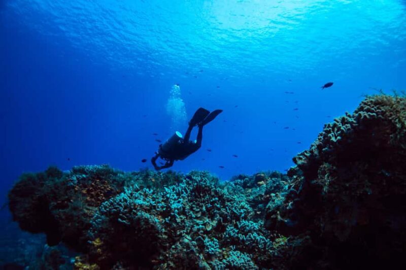 Fun Dive in Cozumel  Dive Machine Experience - FAQs