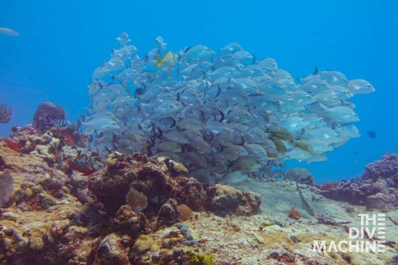 Fun Dive in Playa del Carmen Dive Machine Experience - Final Thoughts on the Dive Machine Experience