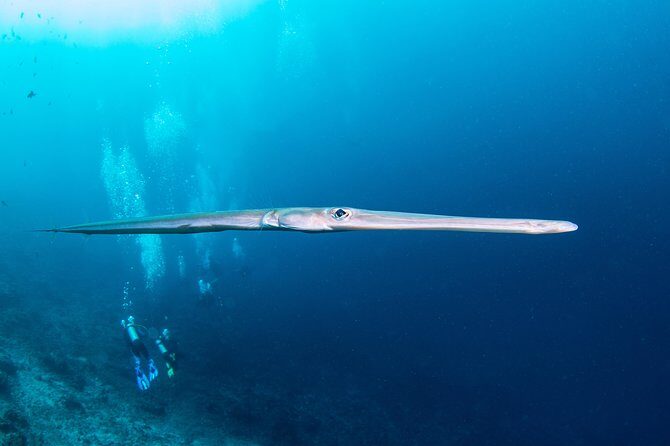 Fun Dive Nusa Penida Bali - For Certified Divers - Final Word